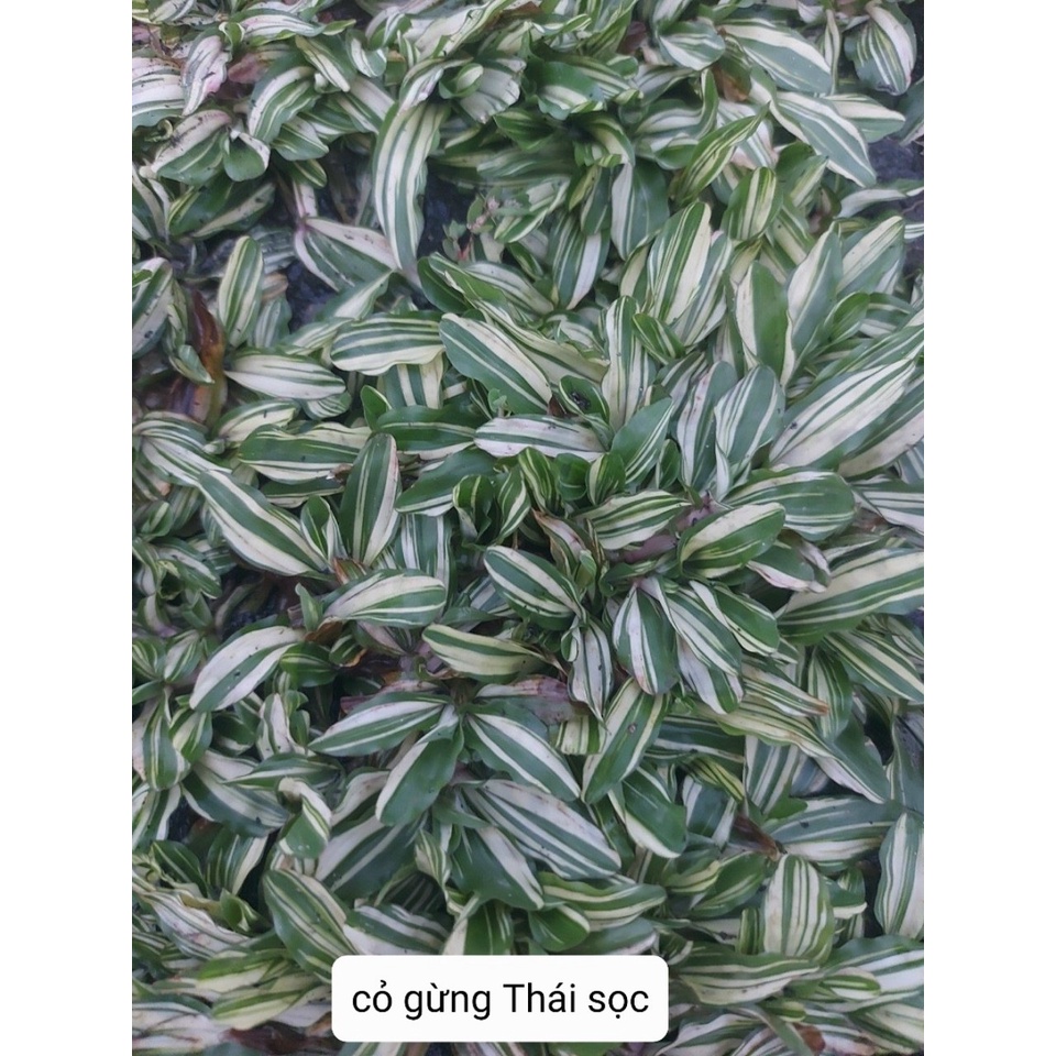 Các loại cỏ kiểng cỏ gừng trồng trang trí sân vườn, background chụp ảnh Minh Hân Garden