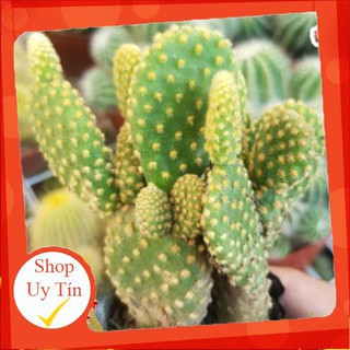 xương rồng Tai thỏ bụi vàng🍏 |FREESHIP| 🔥 XỨ NÓNG, ĐÃ THUẦN KHÍ HẬU, KHOẺ ĐẸP 🍏 LỖI 1 ĐỔI 1