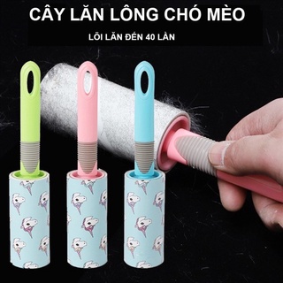 Cây lăn lông chó mèo.