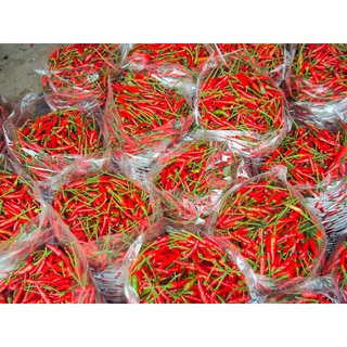 HẠT GIỐNG ỚT CHỈ THIÊN SIÊU CAY