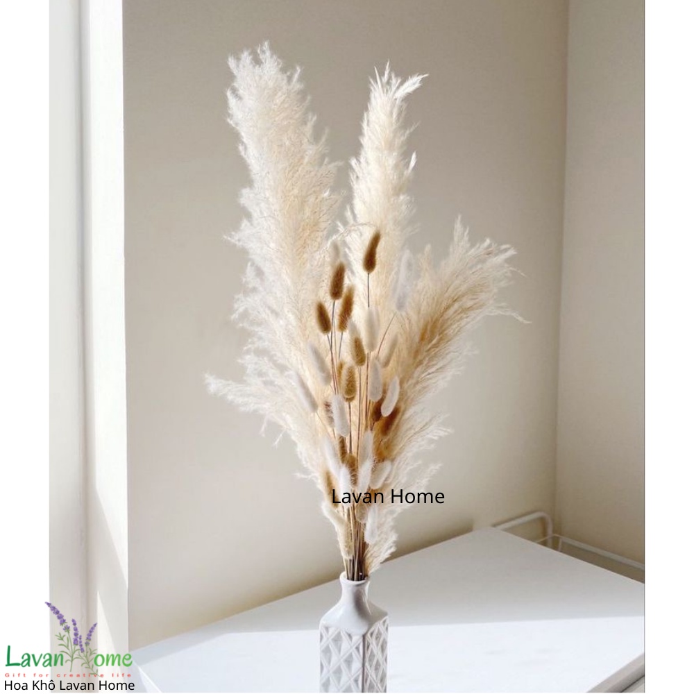 Hoa khô trang trí, cỏ đuôi thỏ decor, hoa khô decor chụp ảnh, trang trí bình gốm sứ, lọ thủy tinh, phòng khách đẹp