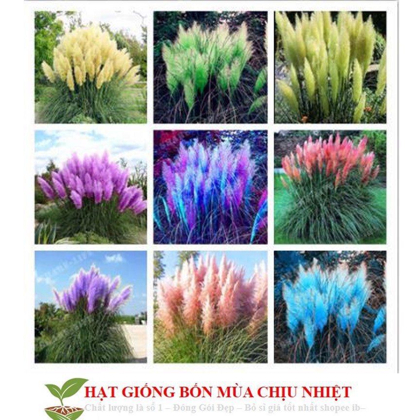 Gói 10 Hạt Giống Cỏ Bông Lau Mỹ - Mix Hồng Trắng (Cortaderia selloana)