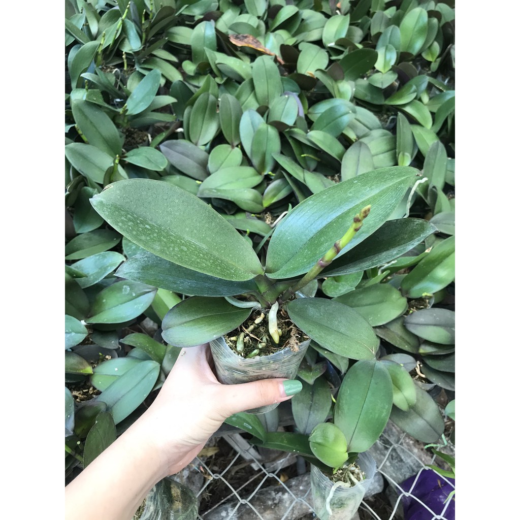 hoa lan hồ điệp đang nụ .