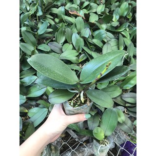 hoa lan hồ điệp đang nụ .