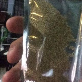 Hạt giống thủy sinh ( Trân châu ngọc trai nhật & Ngưu mao chiên)