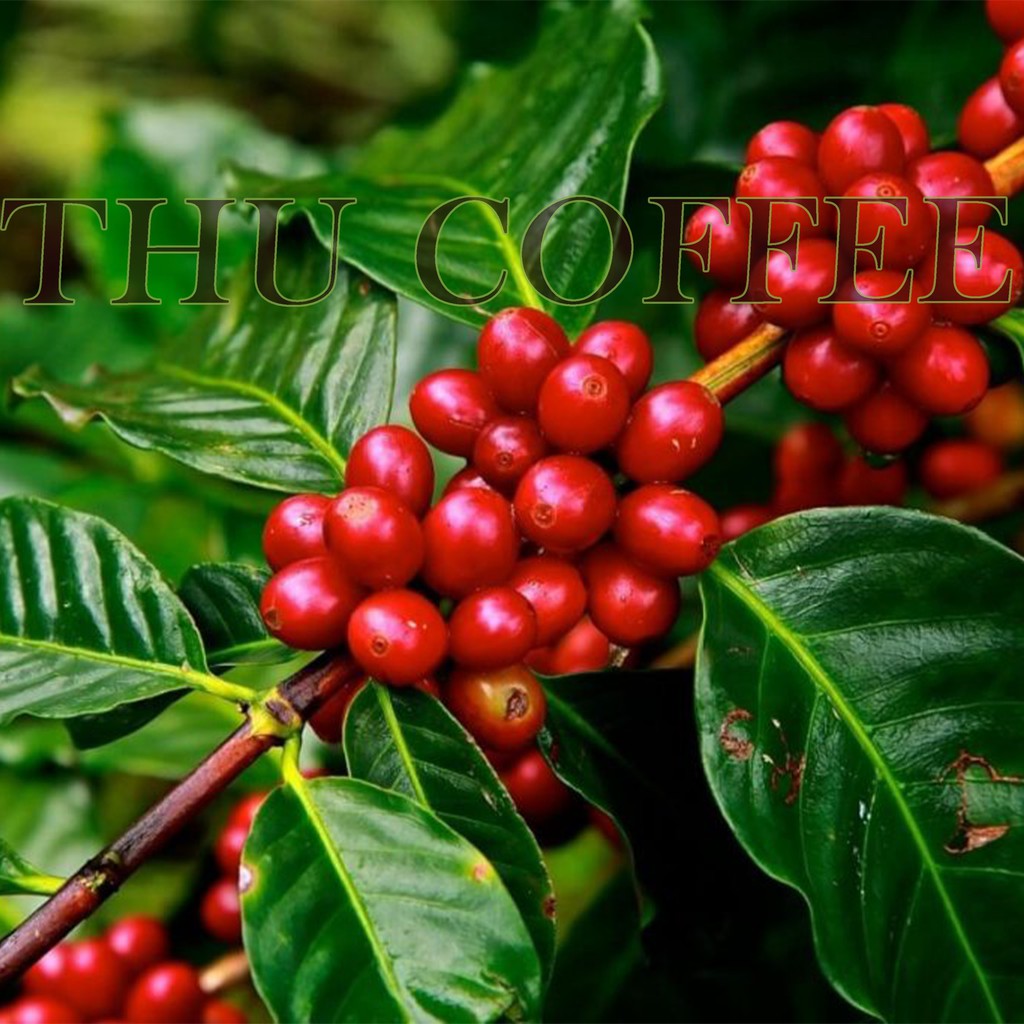 [Siêu Rẻ] 2kg Cà phê nguyên chất | BigBuy360 - bigbuy360.vn