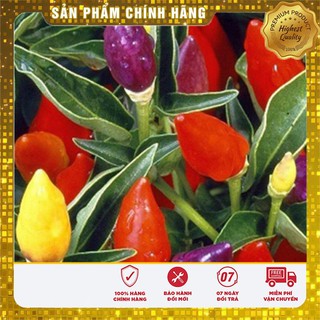 Hạt Giống Ớt Kiểng Nhiều Màu(30 hạt) Đức