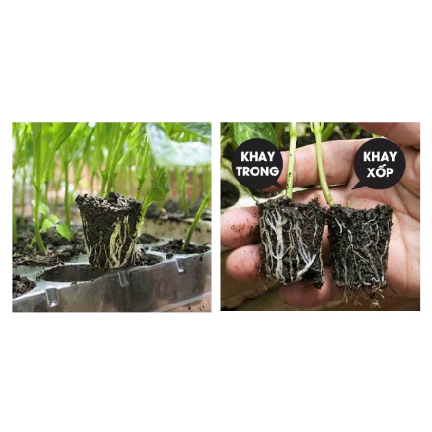 Khay Ươm Hạt Trong Suốt 84 Lỗ Tokai Nhật Bản