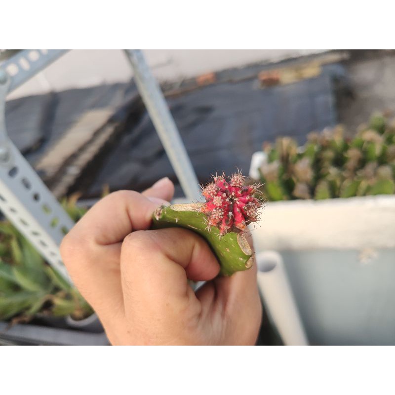 Xương rồng lem BRtháp , sp độc đáo cho dân sưu tầm các loại xương rồng màu