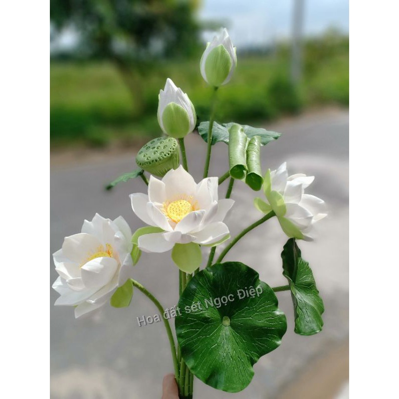 BỤI SEN NHƯ HÌNH( không bình)