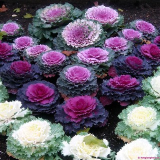 Gói 20 hạt giống hoa bắp cải nhiều màu - Trang Flowers