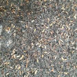 GIÁ THỂ TRẤU HUN+ TRẤU SỐNG+ MỤN DỪA GÓI 5DM