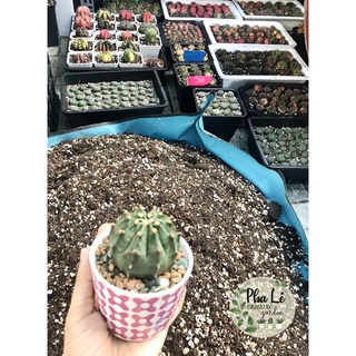 Đất chuyên biệt trồng xương rồng