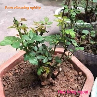Gốc hoa hồng ngoại đủ các màu , tặng phân bón kich rễ và bộ hướng dẫn chăm sóc