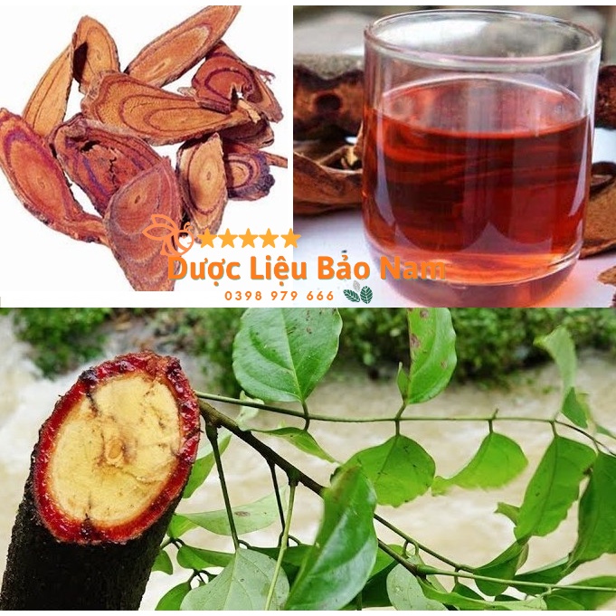 Cây cỏ máu, cỏ béo tăng cân dược liệu quý tại rừng già Sìn Hồ Lai Châu -1kg