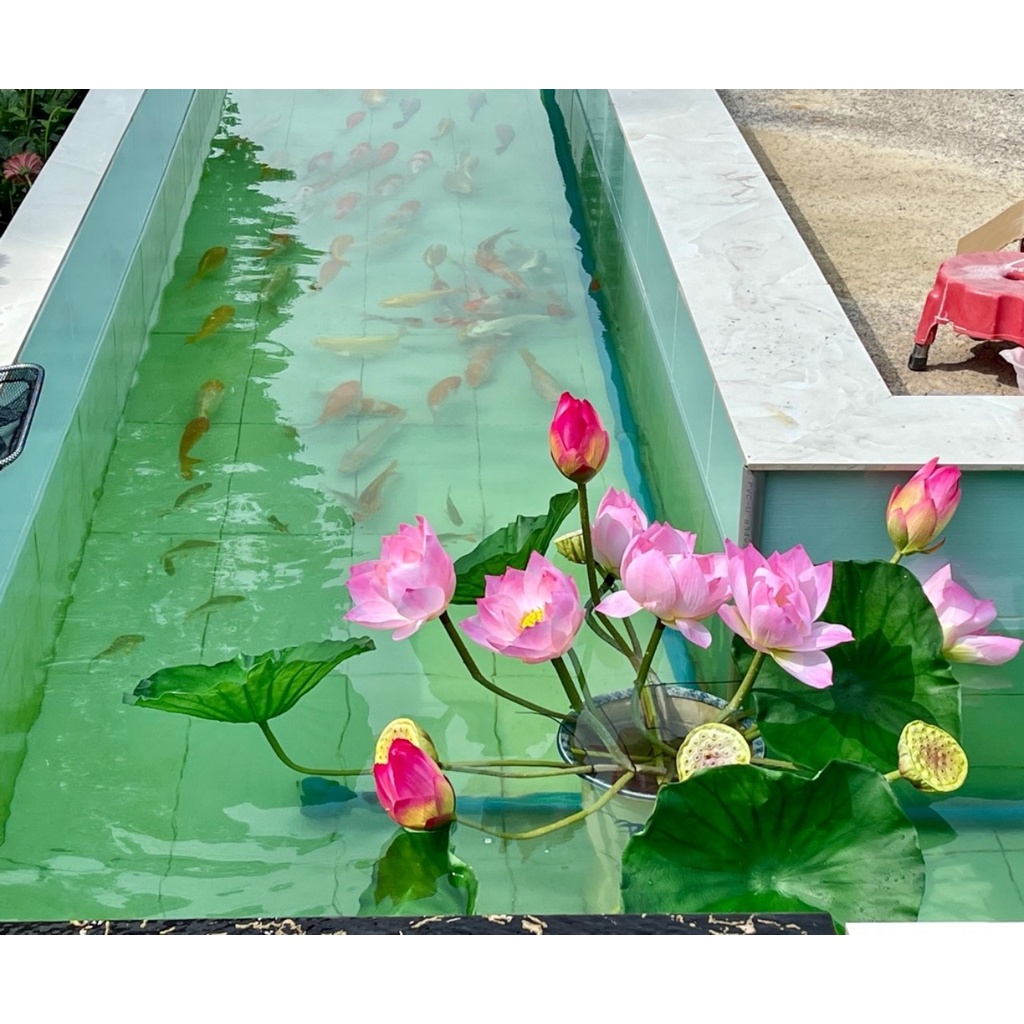 Cụm hoa sen cao cấp 10 nhánh, 70cm, có đài sen