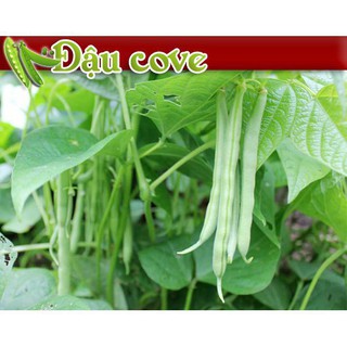 10gr hạt giống đậu cove dẹp hạt to