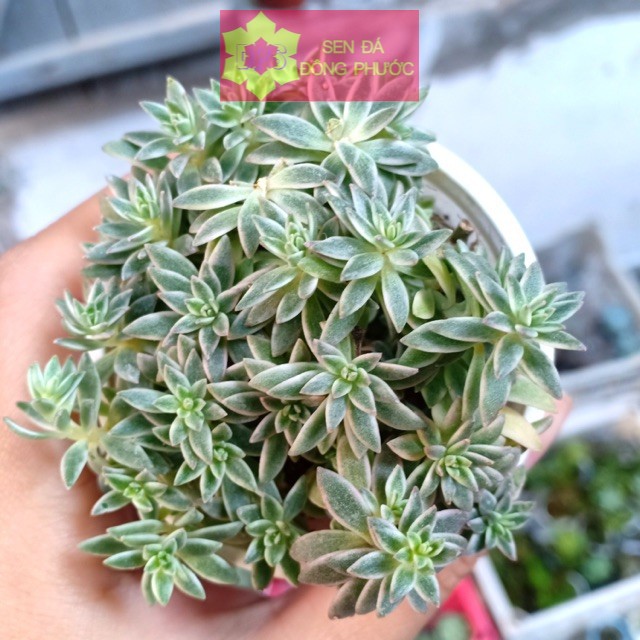 Sen đá sidum cỏ trắng size bầu - Sen Đá xương rồng cây phong thuỷ văn phòng đẹp