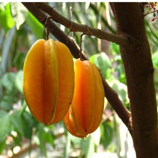 Hạt Giống Khế NGọt Siêu Quả - 1 gói 5 hạt - HGT