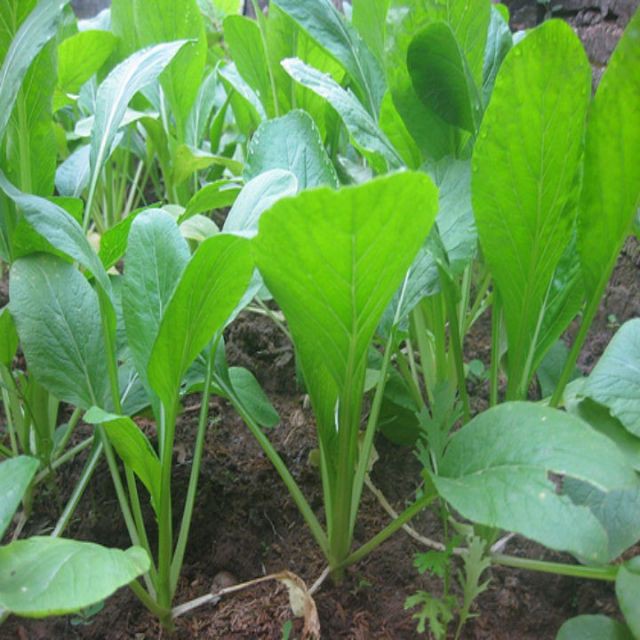 Hạt giông Rau Cải Ngọt thùng xôp dễ trồng 100 hạ luckyseed hạt siêu rẻ