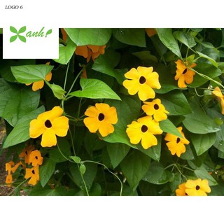 HẠT GIỐNG HOA MẮT HUYỀN