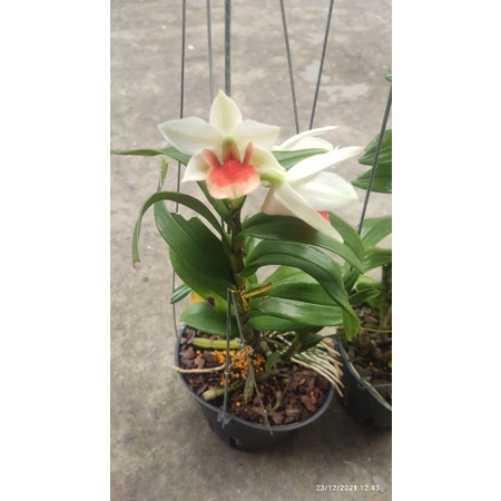 Hoa lan Damry trưởng thành sắp hoa
