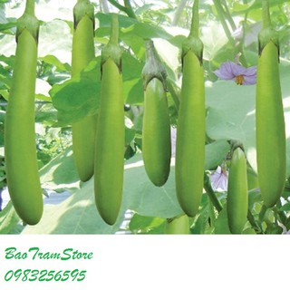 Hạt giống cà xanh lai F1 gói 2 gram xuất xứ Thái Lan