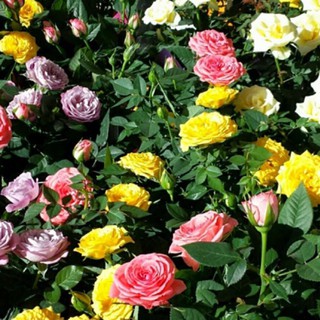 Combo 10 cây giống bầu chiết hồng ngoại - bầu nhiều rễ ổn định, tỷ lệ sống cao