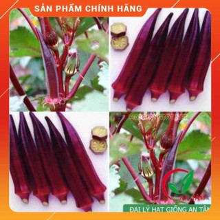 HẠT GIỐNG ĐẬU BẮP TÍM GÓI 5GR.