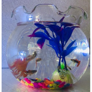 Hồ cá để bàn Bể cá Mini thủy sinh TAI BÈO, chậu cây phong thủy thủy tinh size 13*15 ML- HB3