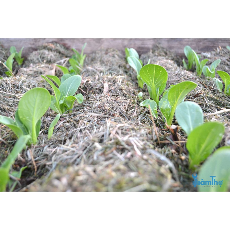 1 Cây BÔNG CẢI XANH/TRẮNG SÚP LƠ cao 5-10cm.200ktặng0.5Ldịchtrùn. SHIP 30PHÚT KHO QUẬN11,7,9,THỦĐỨC, PHÚNHUẬN