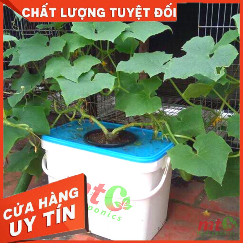 Thùng Thủy Canh Tĩnh Trồng Cây Ăn Quả