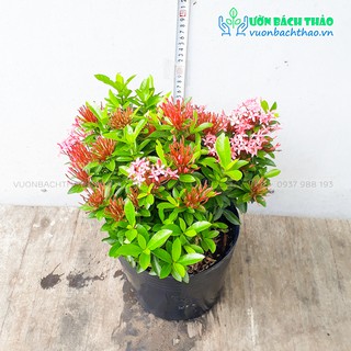 Cây trang thái trồng sân vườn
