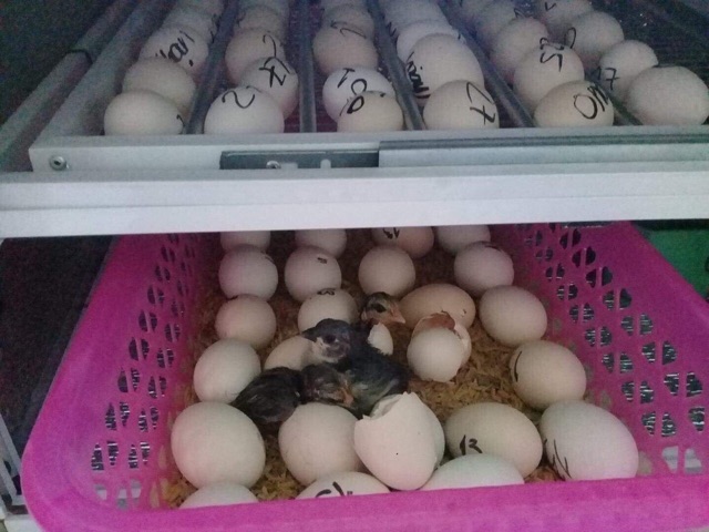 Máy ấp trứng Ánh Dương đảo tự động 50 trứng thùng hợp kim cao cấp