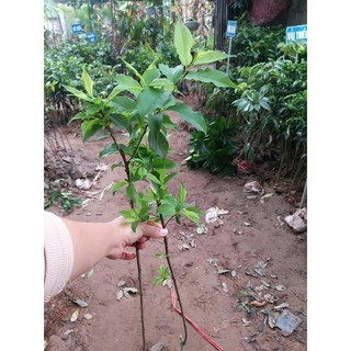 [FREESHIP - Xả Khô Máu] Giống cây mơ