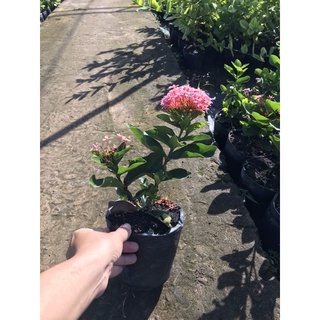 bông trang ( mẫu đơn ) Hồng phấn lá chanh