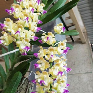 Hoa phong lan hoàng nhạn tháng 8 bóc rừng