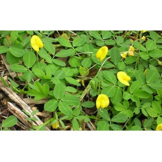 Set 50 cây (có bầu đất bám rễ) Giống Cỏ Lạc Đậu Phộng Lùn Sống Lâu Năm