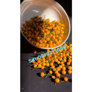 55 quả Ớt giống Aij charapita peru mắc nhất thế giới