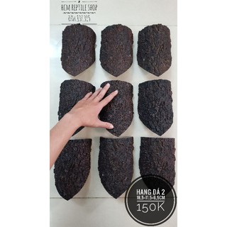 Hang trú hốc cây