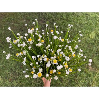 Hoa salem mỹ [HOA TƯƠI NHẬP KHẨU - ĐẸP - TỀT] trang trí nhà, cửa hàng, văn phòng