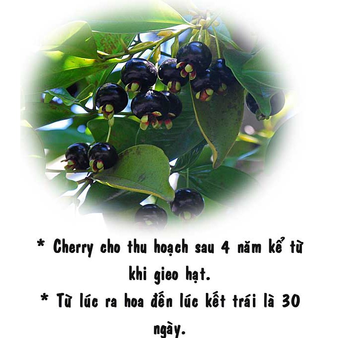 Hạt giống cherry nhiệt đới gói 10 hạt ( tặng kèm 3 viên nén ươm hạt )