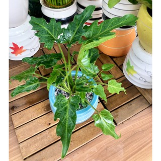 Chậu sứ trầu bà chân vịt