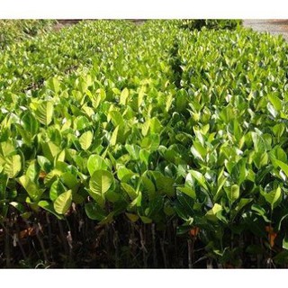 CÂY GIỐNG MÍT SIÊU SỚM, SIÊU QUẢ