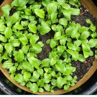 Hạt giống cây rau mã đề - Gói 2gram - STHG2