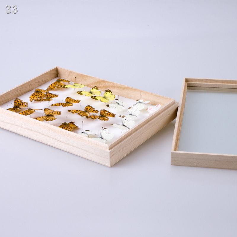 Khung ảnh mẫu bướm ba chiều bằng gỗ rắn ấn tượng, hoa bất tử, hộp đựng côn trùng, trưng bày thủ công mỹ nghệ