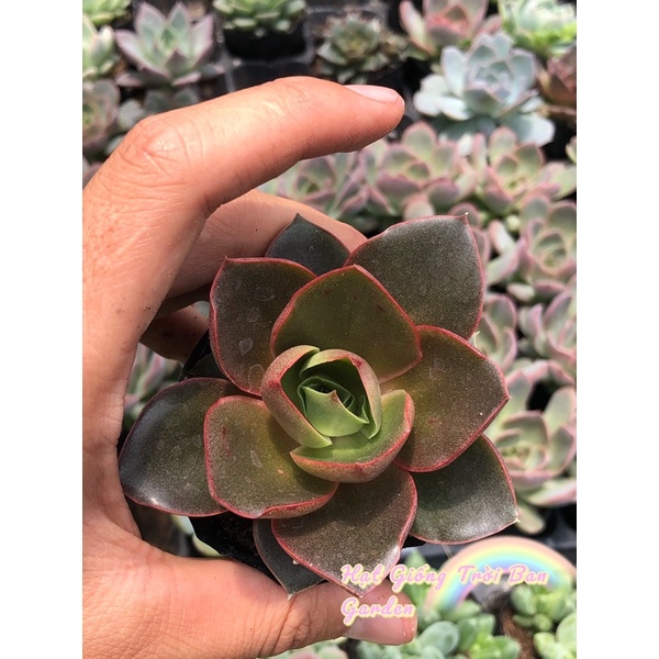 SEN ĐÁ MẬN ĐỎ LÁ NHĂN 🥰 SIZE 5-7 cm 🥰 XUẤT VƯỜN ĐÀ LẠT 😍 ĐÃ THUẦN KHÍ HẬU 🤑 SỐ LƯỢNG CÓ HẠN 🤫