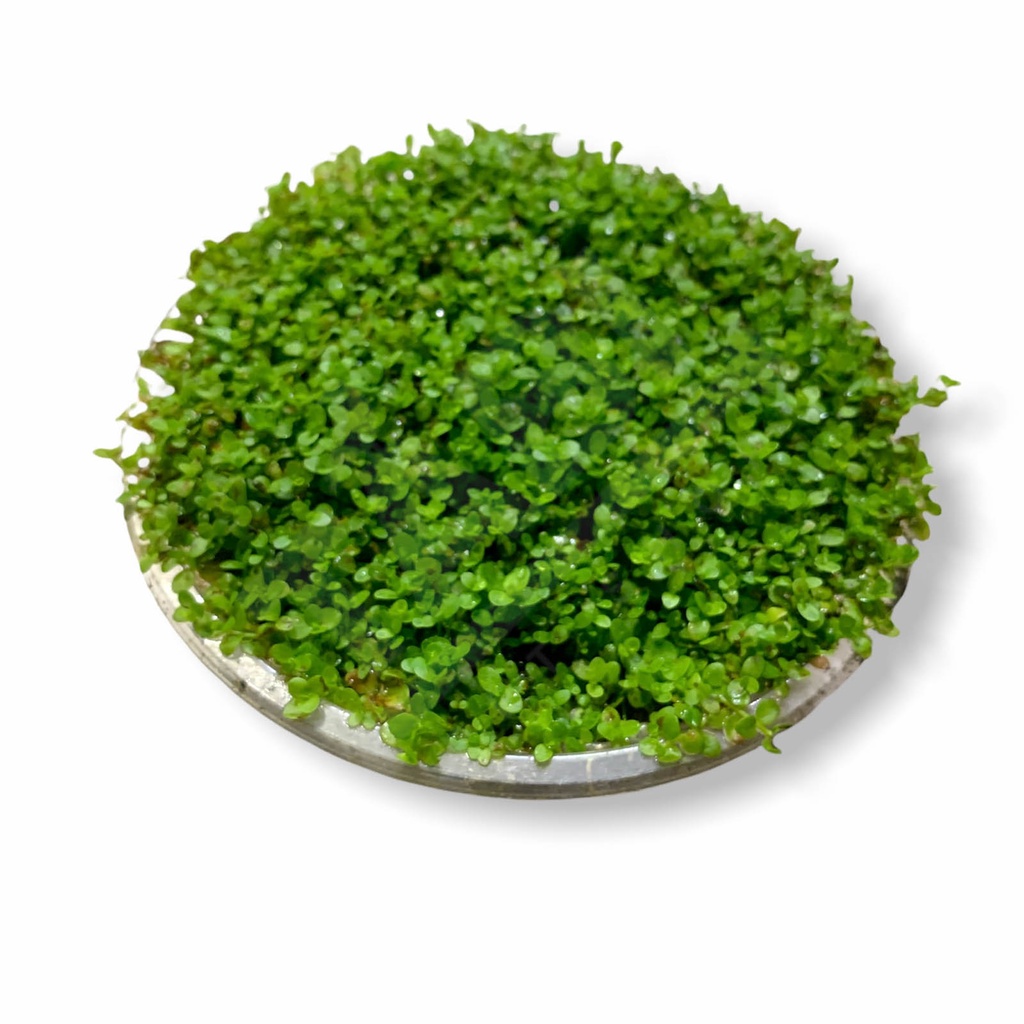 Rêu Minifiss, Mini Taiwan, Trân Châu Lá Nước Trãi Nền Trang Trí Hồ Cá Thủy Sinh [RÊU MINIFIS]