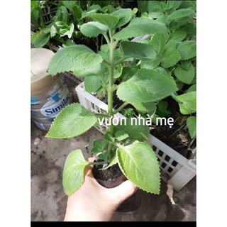 Cây húng chanh ( tần lá dày) 1 bầu 2 cây giống