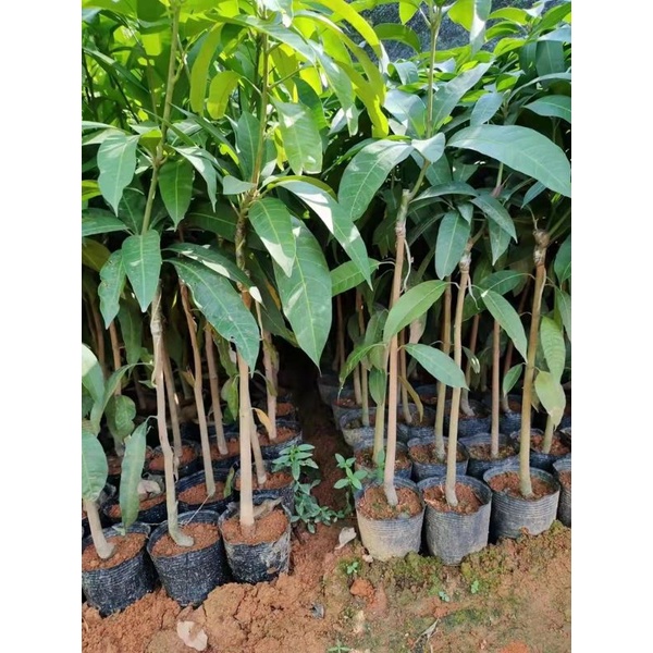 Giống xoài Đài Loan